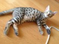 /album/alpha-leo/alpha-leo-1-jpg2/